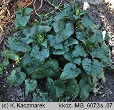 Lunaria annua (miesiącznica roczna)