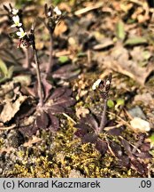 Arabidopsis thaliana (rzodkiewnik pospolity)