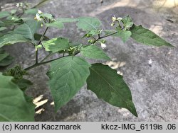Solanum nigrum ssp. schultesii
