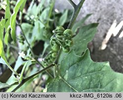 Solanum nigrum ssp. schultesii