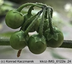 Solanum nigrum ssp. schultesii