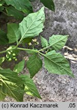 Solanum nigrum ssp. schultesii