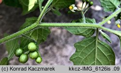 Solanum nigrum ssp. schultesii