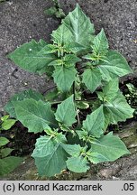 Solanum nigrum ssp. schultesii