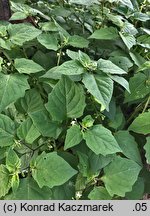 Solanum nigrum ssp. schultesii