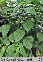 Solanum nigrum ssp. schultesii