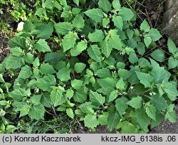 Solanum nigrum ssp. schultesii