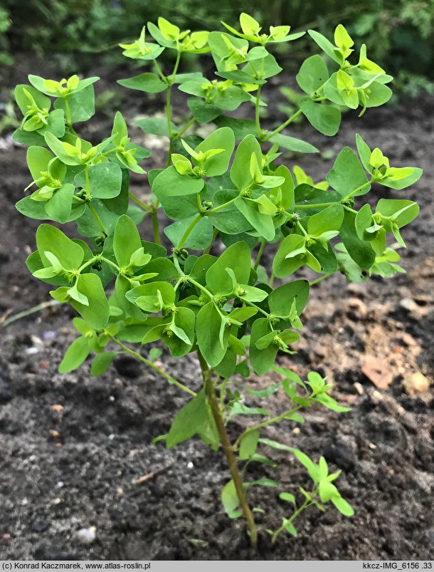 Euphorbia peplus (wilczomlecz ogrodowy)