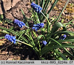 Muscari aucheri (szafirek Auchera)