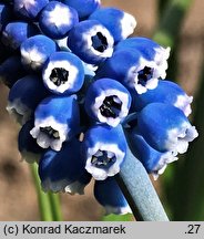 Muscari aucheri (szafirek Auchera)