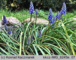 Muscari armeniacum (szafirek armeński)