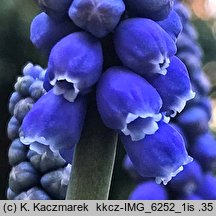 Muscari armeniacum (szafirek armeński)