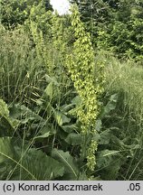 Rumex confertus (szczaw omszony)