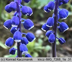 Muscari botryoides (szafirek drobnokwiatowy)