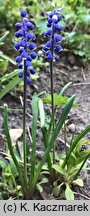 Muscari botryoides (szafirek drobnokwiatowy)