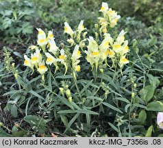 Linaria vulgaris (lnica pospolita)