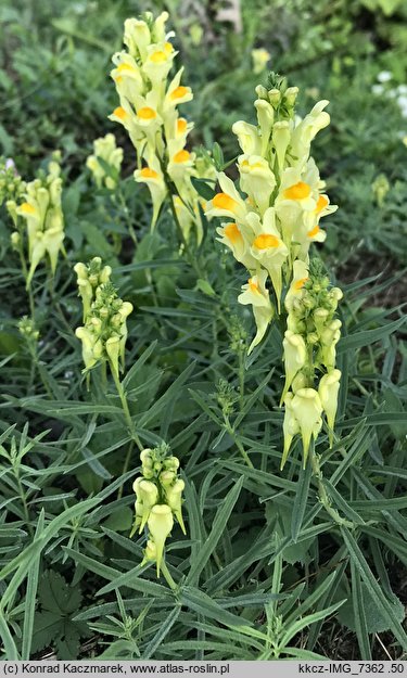 Linaria vulgaris (lnica pospolita)