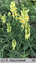 Linaria vulgaris (lnica pospolita)