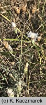 Centaurea stoebe (chaber nadreński)