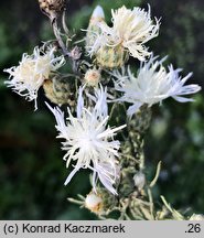 Centaurea stoebe (chaber nadreński)