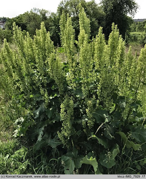 Rumex confertus (szczaw omszony)