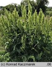 Rumex confertus (szczaw omszony)