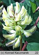 Astragalus glycyphyllos (traganek szerokolistny)