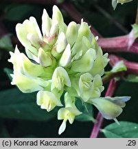 Astragalus glycyphyllos (traganek szerokolistny)