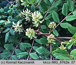 Astragalus glycyphyllos (traganek szerokolistny)