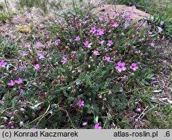 Erodium cicutarium (iglica pospolita)