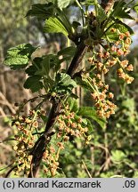 Ribes rubrum (porzeczka zwyczajna)