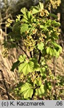 Ribes rubrum (porzeczka zwyczajna)