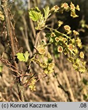 Ribes rubrum (porzeczka zwyczajna)