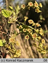 Ribes rubrum (porzeczka zwyczajna)