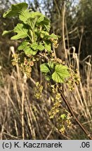 Ribes rubrum (porzeczka zwyczajna)