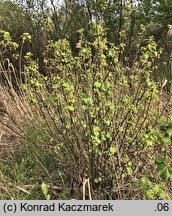 Ribes rubrum (porzeczka zwyczajna)