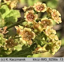 Ribes rubrum (porzeczka zwyczajna)