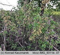 Ribes spicatum (porzeczka czerwona)