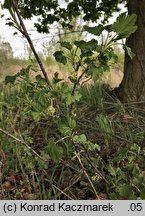 Ribes spicatum (porzeczka czerwona)