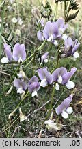 Vicia grandiflora (wyka wielkokwiatowa)