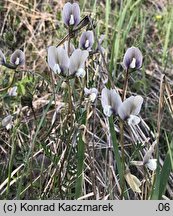 Vicia grandiflora (wyka wielkokwiatowa)