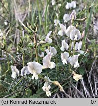 Vicia grandiflora (wyka wielkokwiatowa)