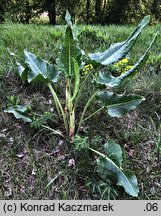 Rumex confertus (szczaw omszony)