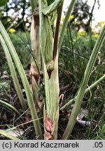 Rumex confertus (szczaw omszony)