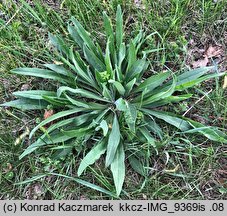 Echium vulgare (żmijowiec zwyczajny)