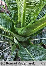 Dipsacus sylvestris (szczeć pospolita)