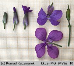 Lunaria annua (miesiącznica roczna)