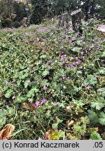 Geranium pyrenaicum (bodziszek pirenejski)