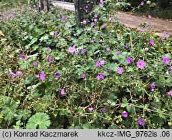 Geranium pyrenaicum (bodziszek pirenejski)