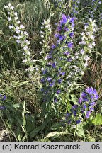 Echium vulgare (żmijowiec zwyczajny)